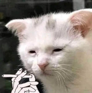 Meet your Posher, Ave